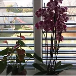 Familly Apartmens Accommodatie bij particulieren *