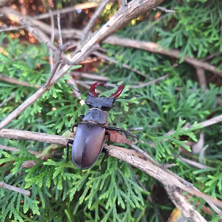 Familly Apartmens * Dolní Dunajovice