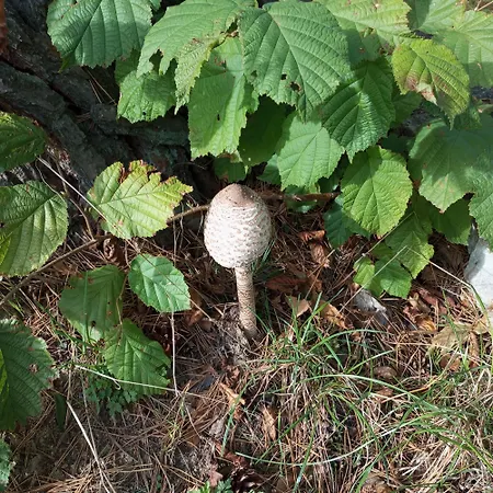 Pansiyon Familly Apartmens Dolní Dunajovice